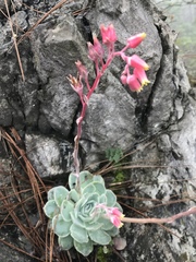 Echeveria simulans