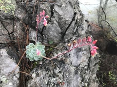 Echeveria simulans