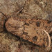 Agrotis segetum - Photo (c) Paolo Mazzei, μερικά δικαιώματα διατηρούνται (CC BY-NC), uploaded by Paolo Mazzei