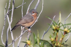 Curruca iberiae