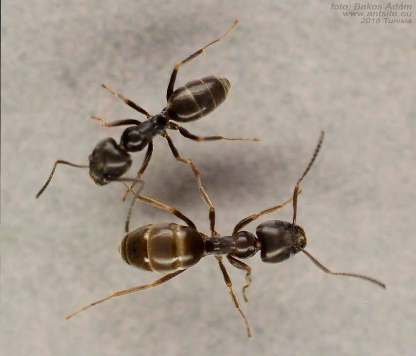 Tapinoma nigerrimum