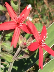 Physolychnis