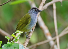 Mountain Greenbul photo 4