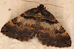 Earophila badiata