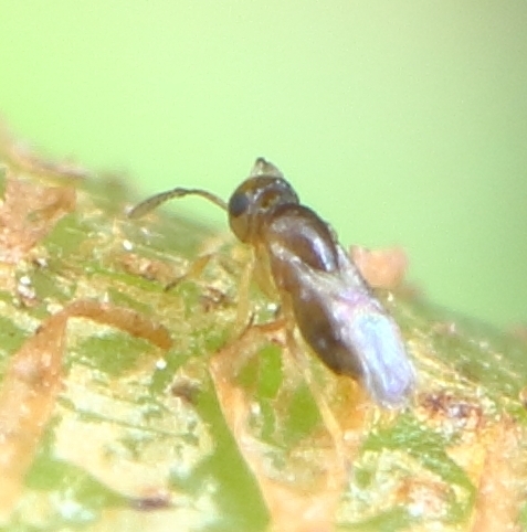 Psyllechthrus