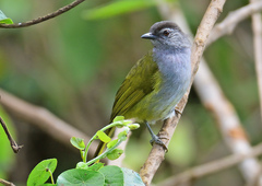 Mountain Greenbul photo 2