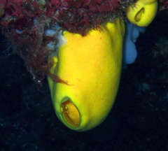 Leucetta chagosensis