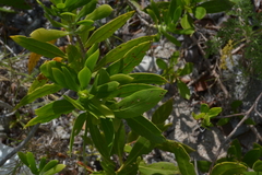 Borrichia arborescens