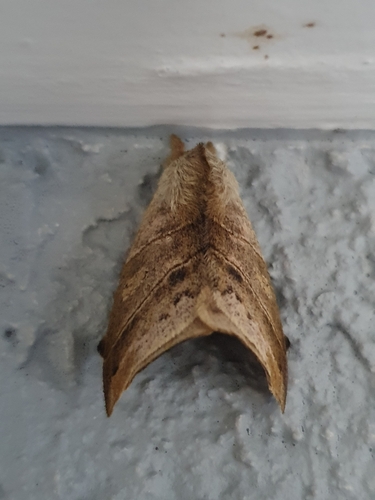 Prohylesia zikani