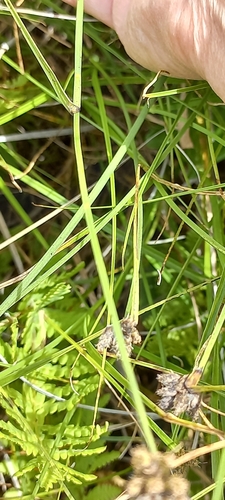 Blue umbrella-sedge (Fuirena coerulescens)