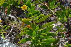 Borrichia arborescens