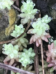 Sedum potosinum
