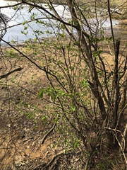 Dirca palustris