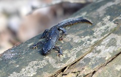 Pleurodelinae