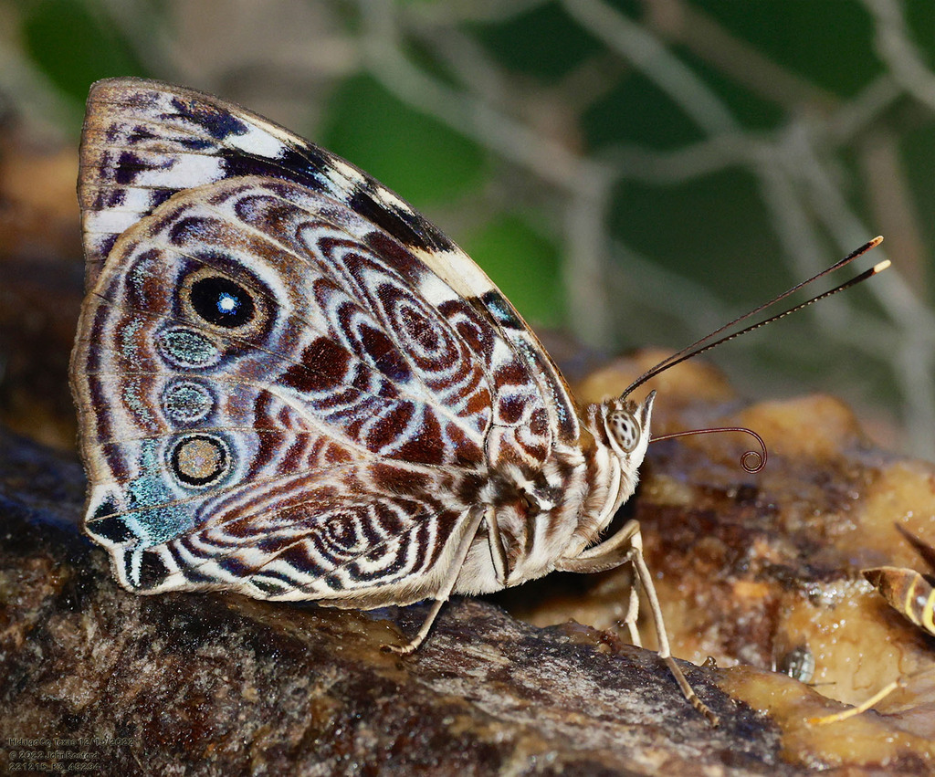 Blomfild's Beauty