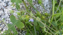 Pholistoma auritum arizonicum