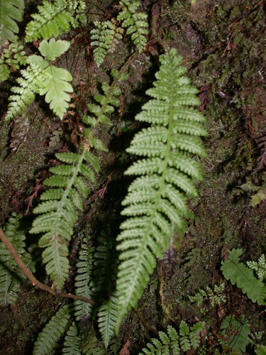 Deparia timetensis observed 2003-01-30