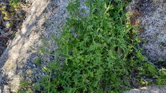 Pholistoma auritum arizonicum