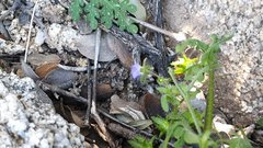 Pholistoma auritum arizonicum