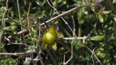 Pholistoma auritum arizonicum