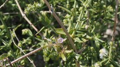 Pholistoma auritum arizonicum