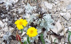 Thymophylla micropoides