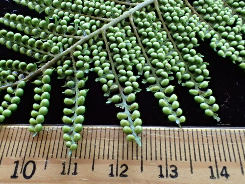 Dicksonia brackenridgei observed 2016-06-02
