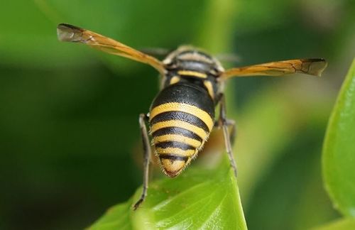 Keyhole Wasp photo 3