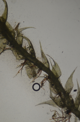 Image of Drepanocladus aduncus by no rights reserved