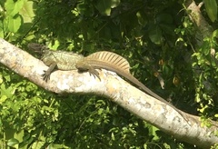 Sailfin Lizard photo 1