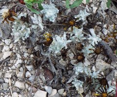 Thymophylla micropoides