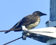 Singing Starling photo 5