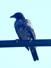 Singing Starling photo 3