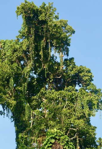 Alsomitra macrocarpa, photograph 5