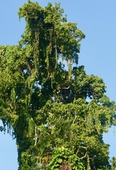 Alsomitra macrocarpa, photograph author not stated, no rights reserved
