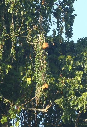 Alsomitra macrocarpa, photograph 6
