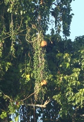 Alsomitra macrocarpa, photograph author not stated, no rights reserved