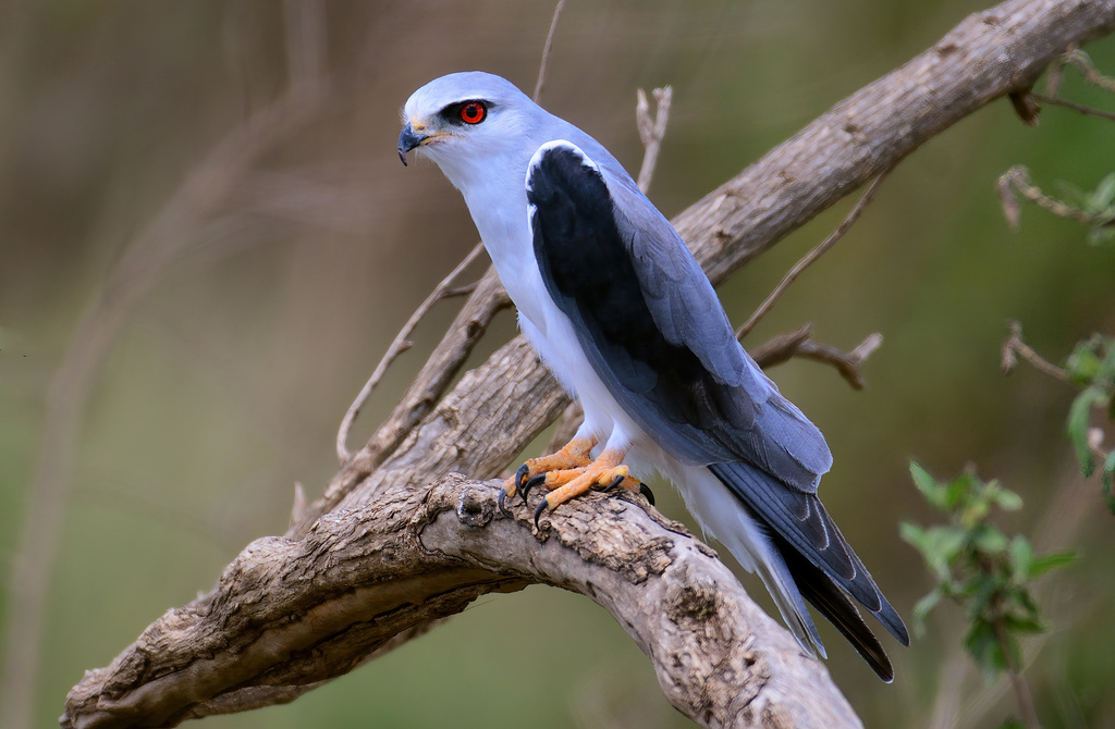 Black-Winged Kite