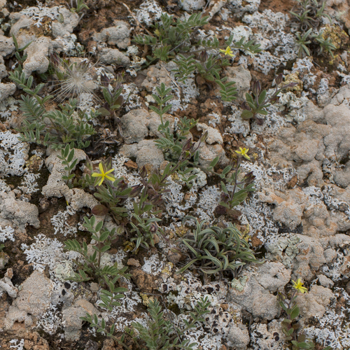 Willowleaf frostweed (Helianthemum salicifolium)