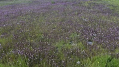 Castilleja exserta