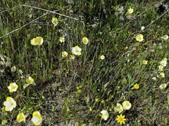 Hesperomecon linearis