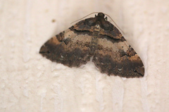 Earophila badiata