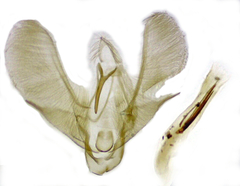 Scoparia penumbralis