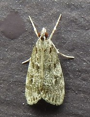 Scoparia penumbralis