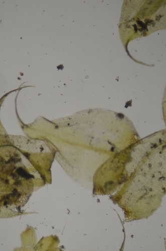 Image of Drepanocladus aduncus by no rights reserved