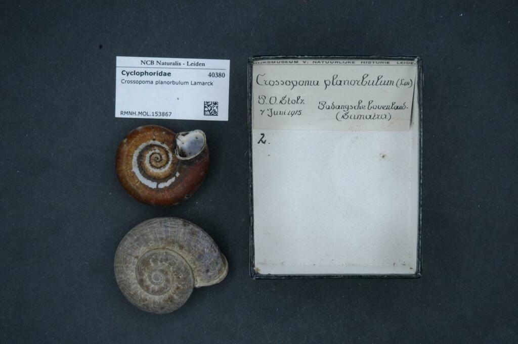 Crossopoma