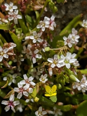 Claytonia parviflora