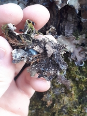 Peltigera neckeri