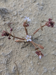 Claytonia parviflora