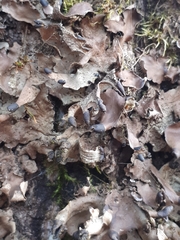 Peltigera neckeri